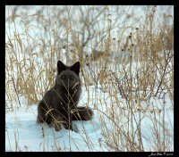 Black- fox, 29 декабря , Могилев, id18516582